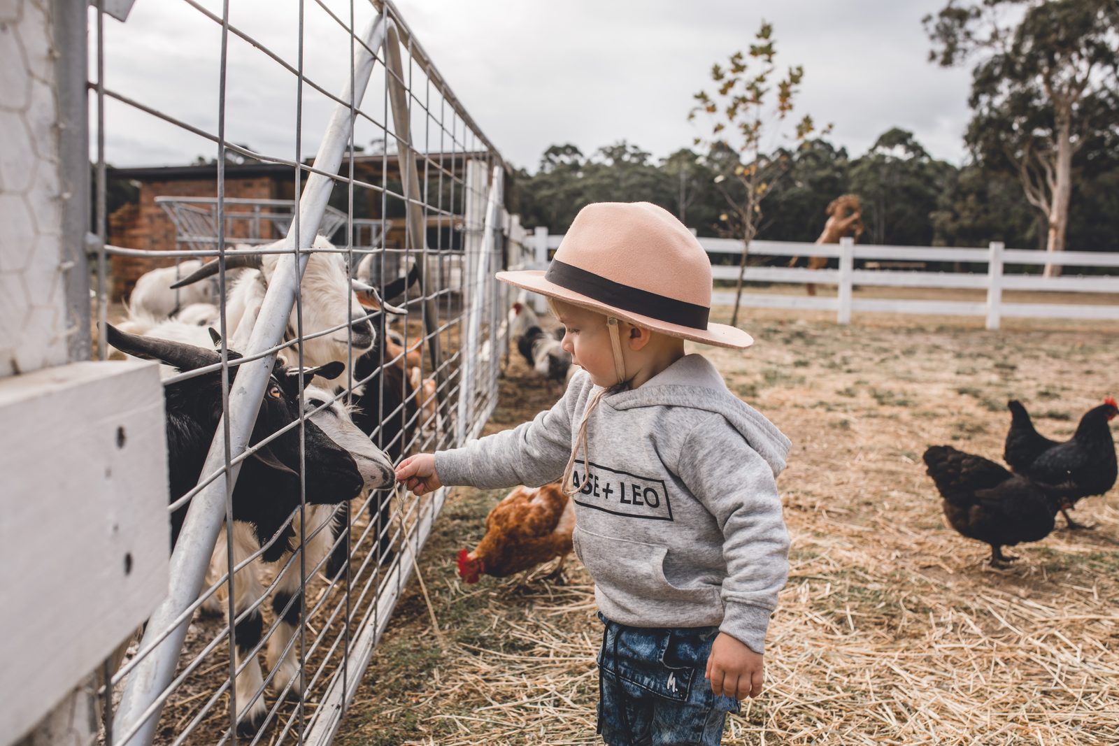 A small boy in a felt hat feeding the goats through the fence, hens at his feet